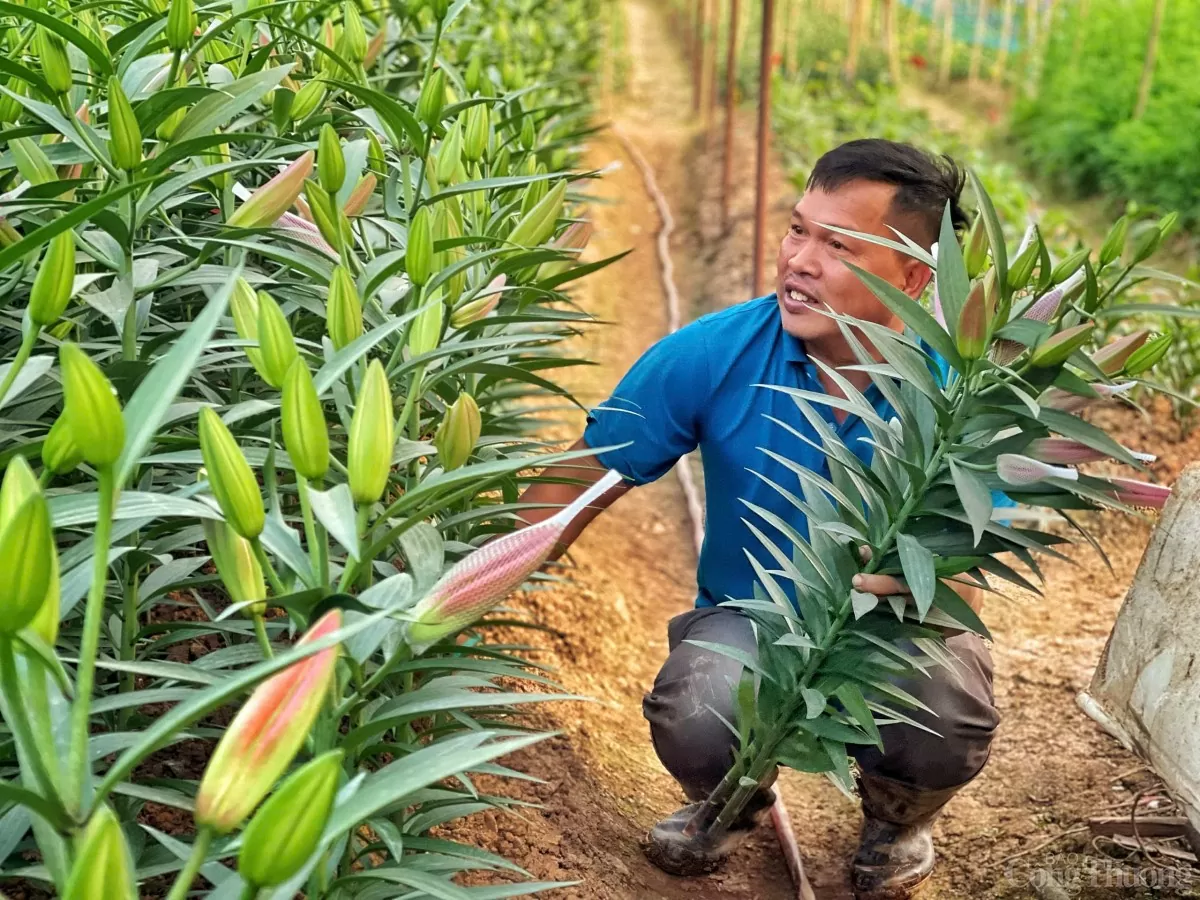 Làng hoa Tây Tựu 'cháy hàng' dịp cận Tết