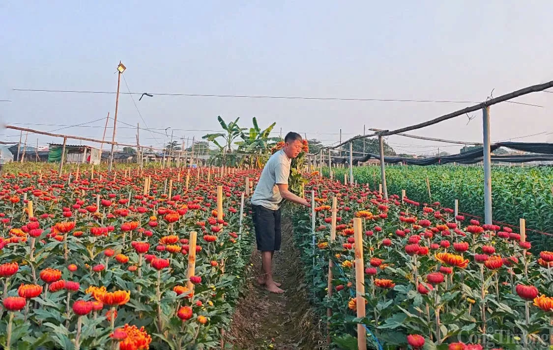 Làng hoa Tây Tựu 'cháy hàng' dịp cận Tết