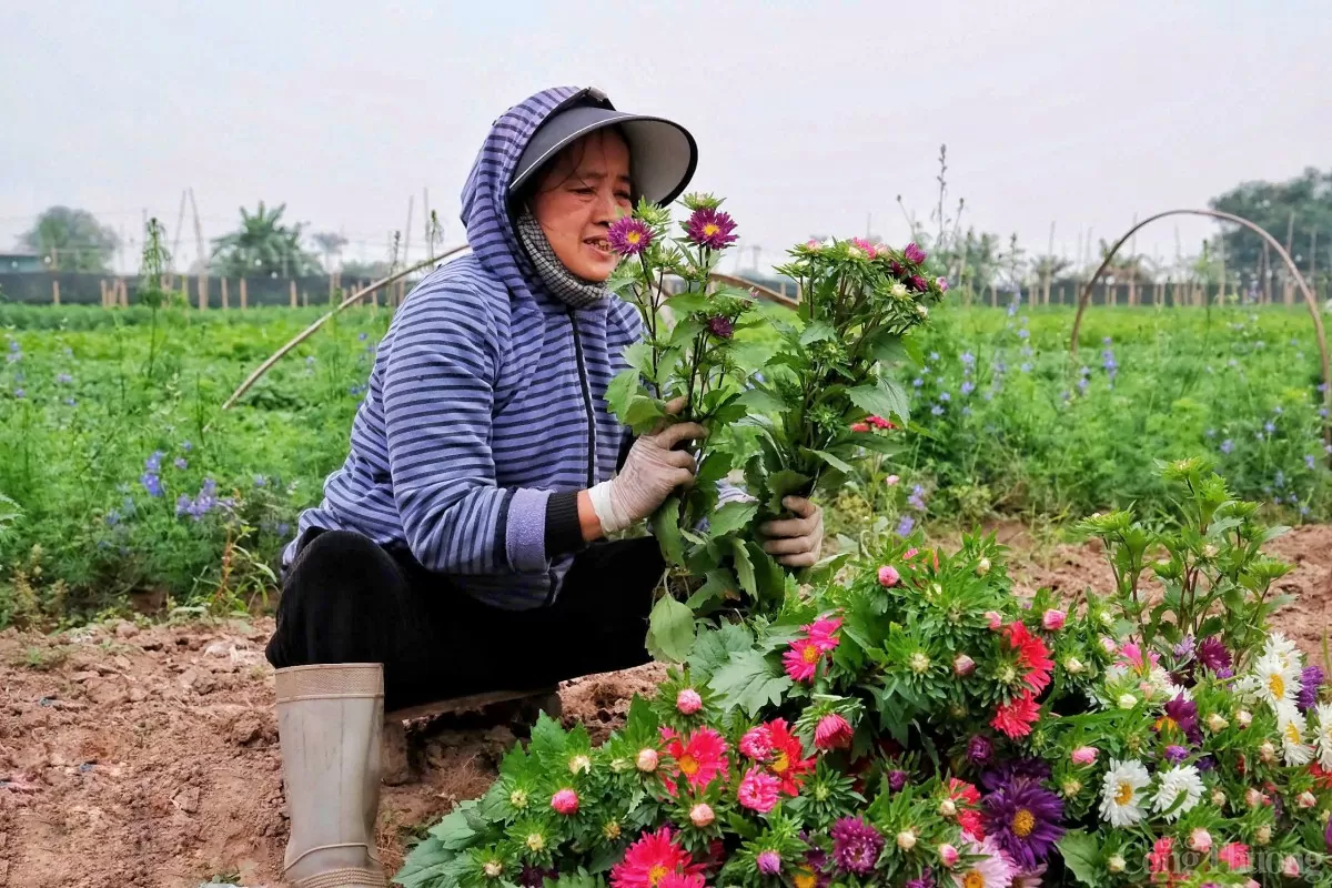 Làng hoa Tây Tựu 'cháy hàng' dịp cận Tết