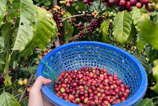 thi truong hang hoa 211 gia ca phe robusta tang 274