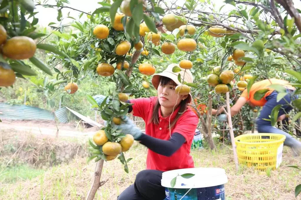 Quảng Ninh: Đẩy mạnh phát triển nông nghiệp gắn với du lịch