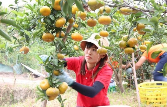 quang ninh day manh phat trien nong nghiep gan voi du lich