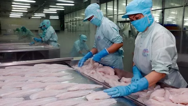 Chế biến cá tra xuất khẩu. Ảnh: Cảnh Kỳ
