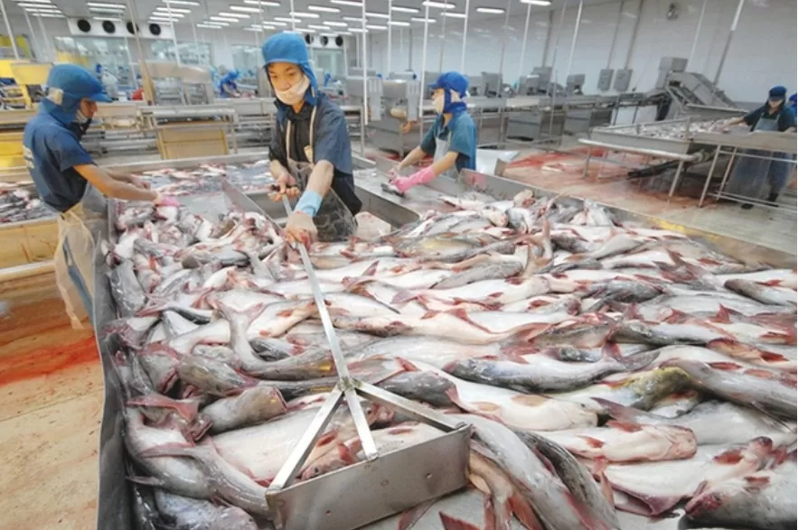 Xuất khẩu cá tra sang EU kỳ vọng tăng trưởng trong năm 2025