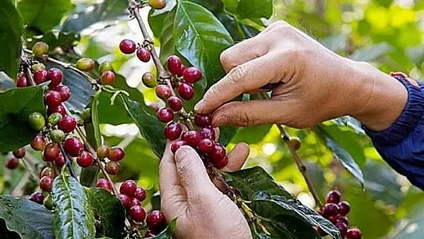 Giá cà phê năm 2025 có thể giảm so với năm 2024