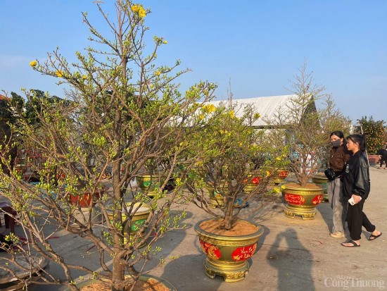 am dam thi truong hoa tet tai tinh quang binh