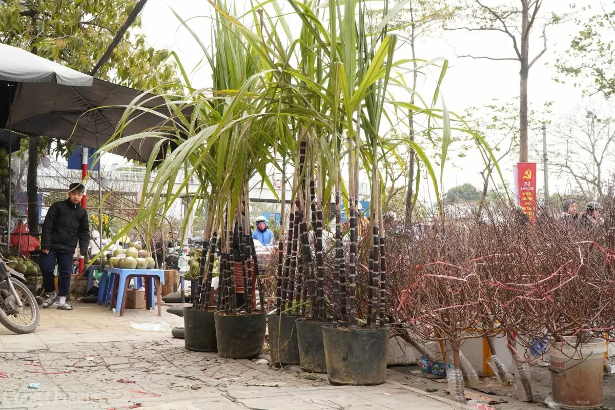 Mía lộc 'xuống phố' chờ giao thừa, giá cao vẫn đắt khách
