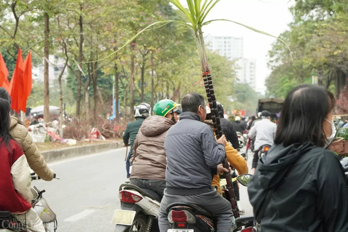 Người Việt ta có phong tục mua 2 cây mía còn nguyên phần rễ và lá về dựng hai bên bàn thờ ngày đầu năm.