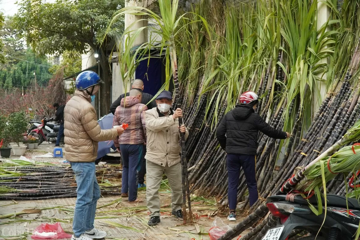Vì lẽ này mà sau giao thừa, mía lộc đặc biệt là các cây mía đẹp còn nguyên ngọn lá gốc rễ được nhiều người dân săn đón.