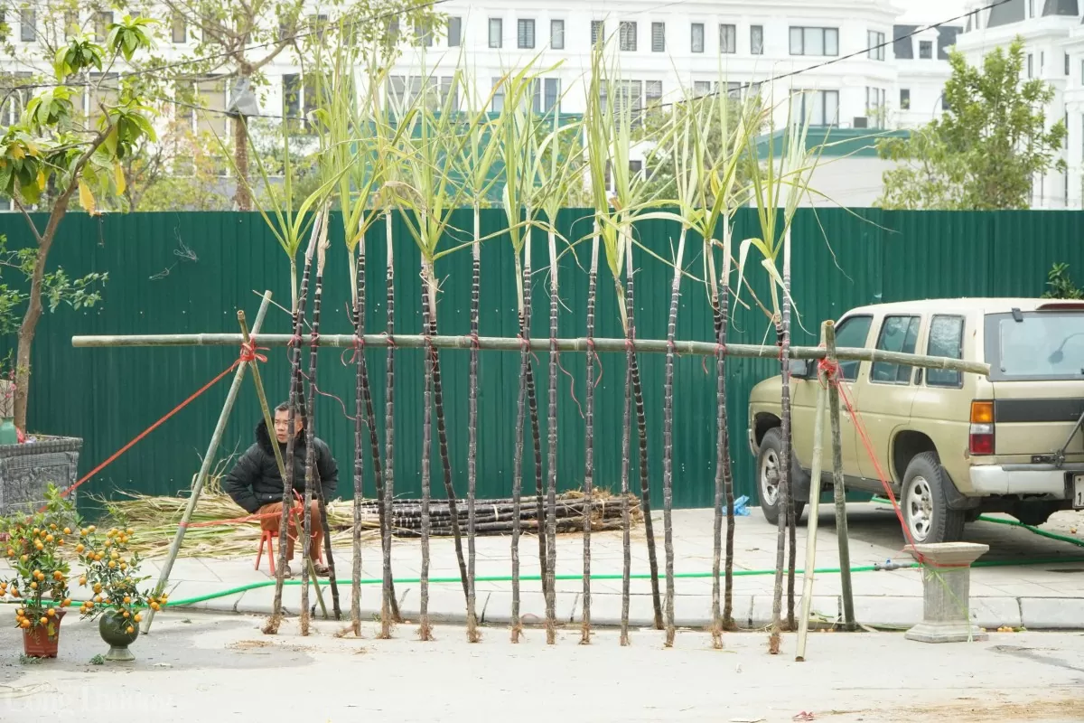Bên cạnh đó, cây mía với dáng thẳng, chắc khỏe còn tượng trưng cho sự vững vàng, mạnh mẽ, gửi gắm hy vọng về một năm mới thành công và phát triển.