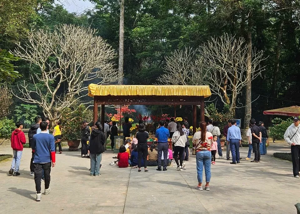 Huyền bí cây ổi gần 100 năm biết ‘cười’ ở Lam Kinh
