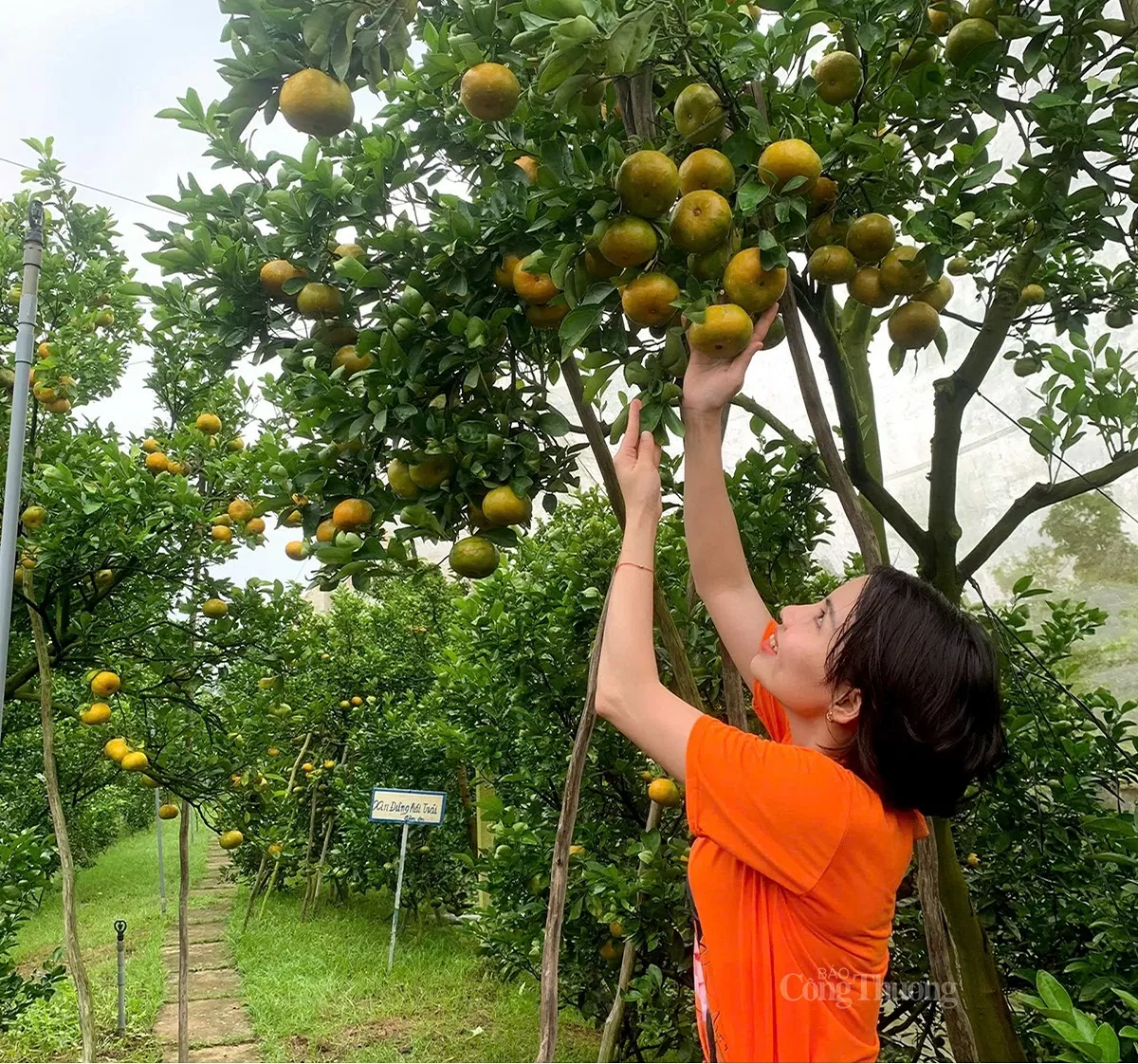 Khách du lịch đến thăm và chụp ảnh tại vườn quýt hồng Lai Vung