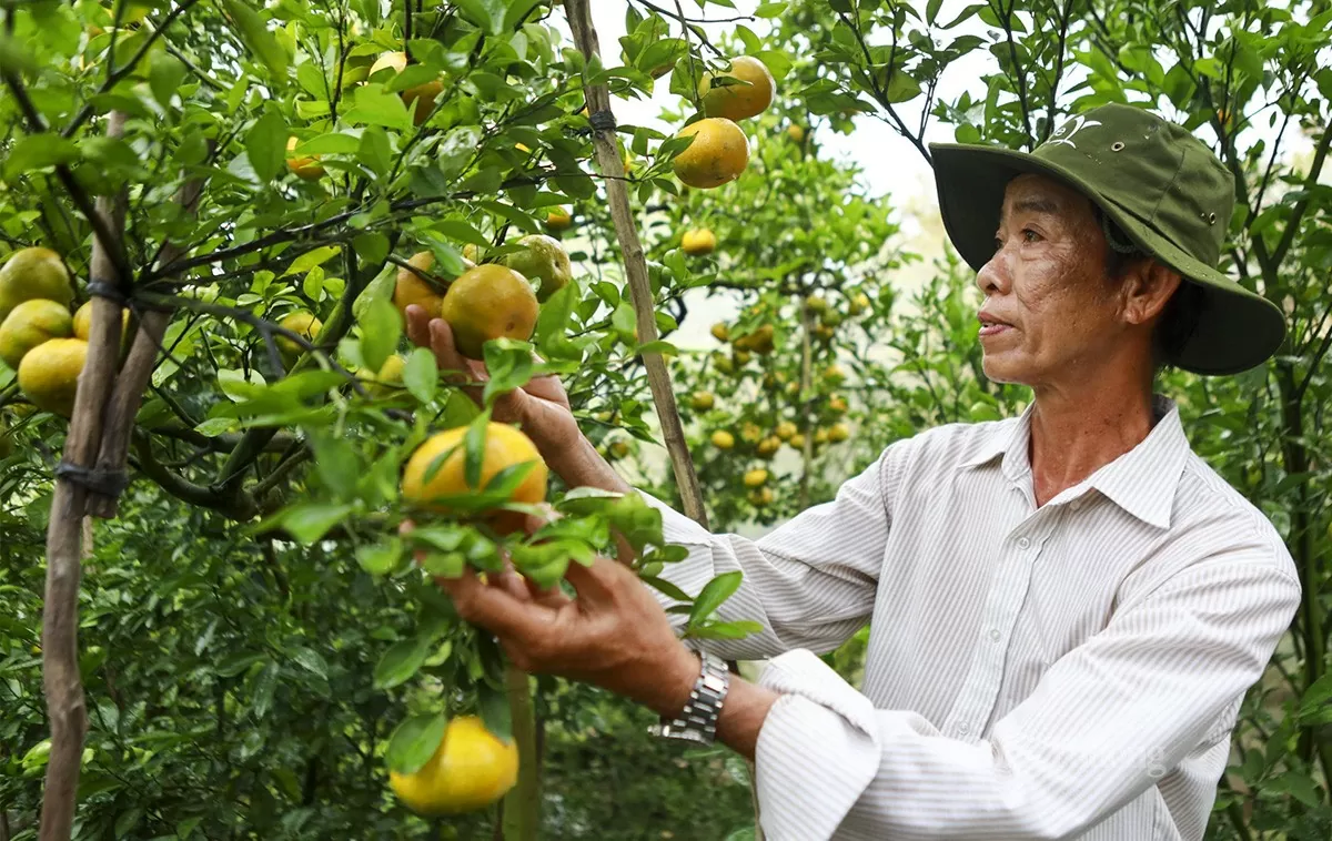 ông Nguyễn Văn Đầy (ấp Long Hưng 1, xã Long Hậu) - chủ nhà vườn và điểm tham quan Vườn quýt hồng Lan Anh 