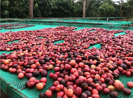 gia ca phe arabica leo dinh chua tung co