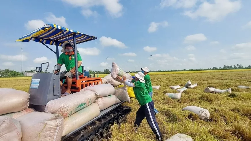 Giá gạo xuất khẩu của Việt Nam đang thấp nhất thế giới