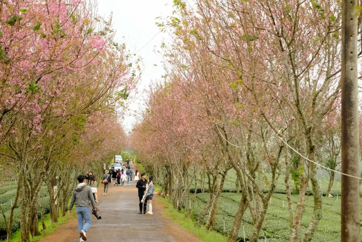 Sau Tết, mai anh đào vẫn nở rực trên phố Đà Lạt