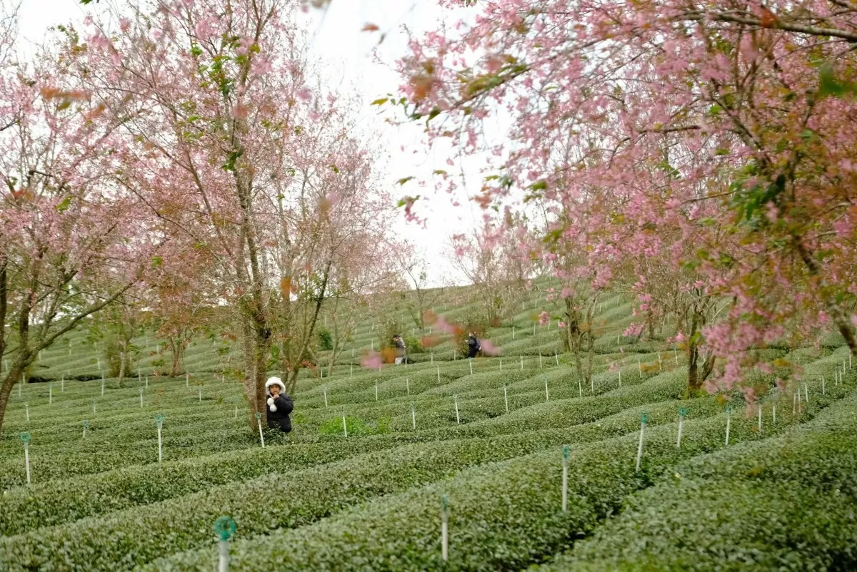 Sau Tết, mai anh đào vẫn nở rực trên phố Đà Lạt