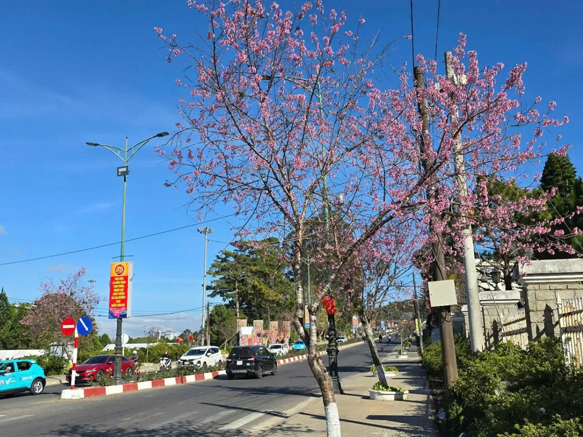Sau Tết, mai anh đào vẫn nở rực trên phố Đà Lạt