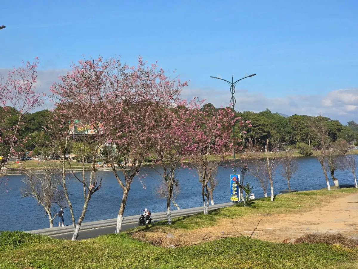 Sau Tết, mai anh đào vẫn nở rực trên phố Đà Lạt