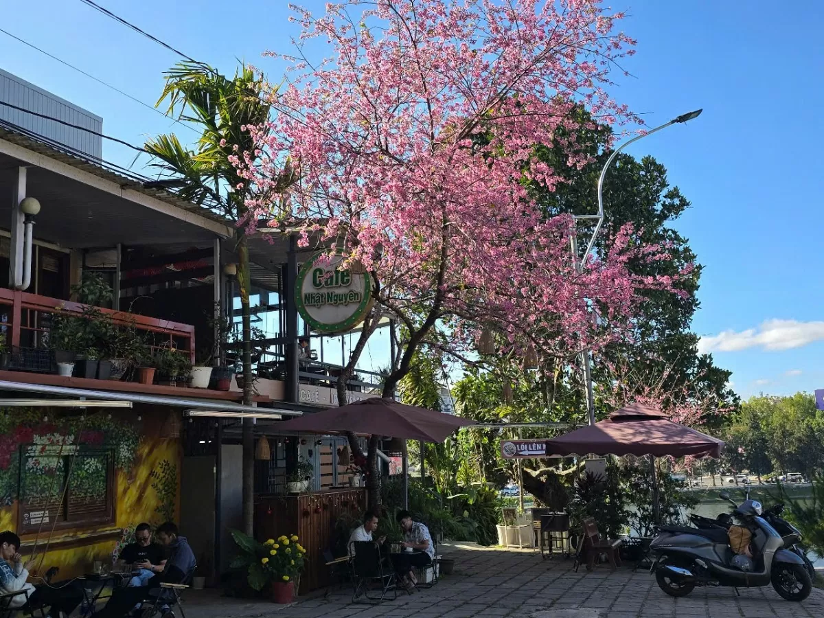 Sau Tết, mai anh đào vẫn nở rực trên phố Đà Lạt