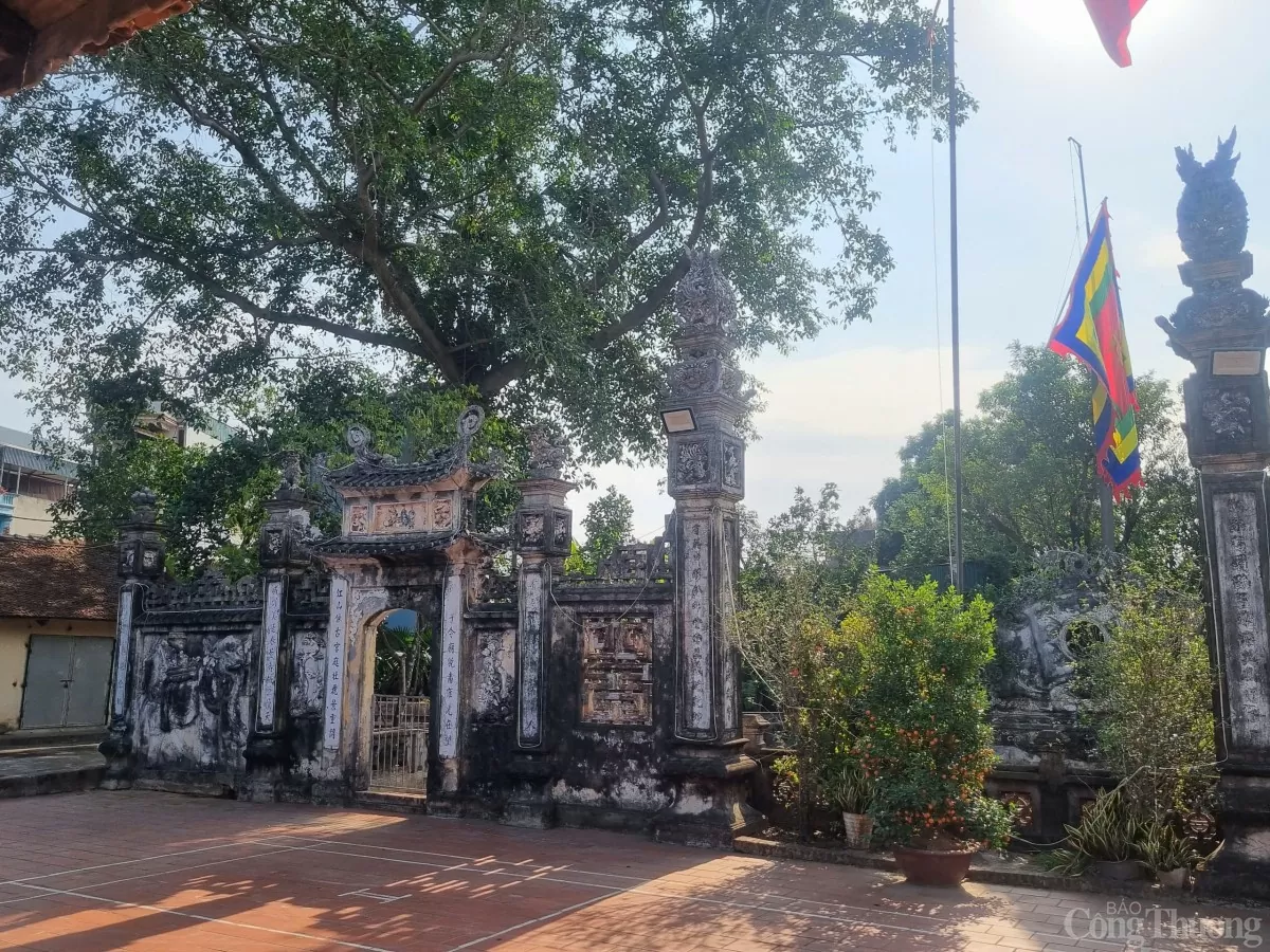 Về Văn Võ xem cây cọ trăm tuổi ‘ngự’ trên ngọn đa