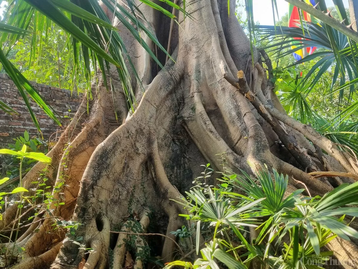 Về Văn Võ xem cây cọ trăm tuổi ‘ngự’ trên ngọn đa