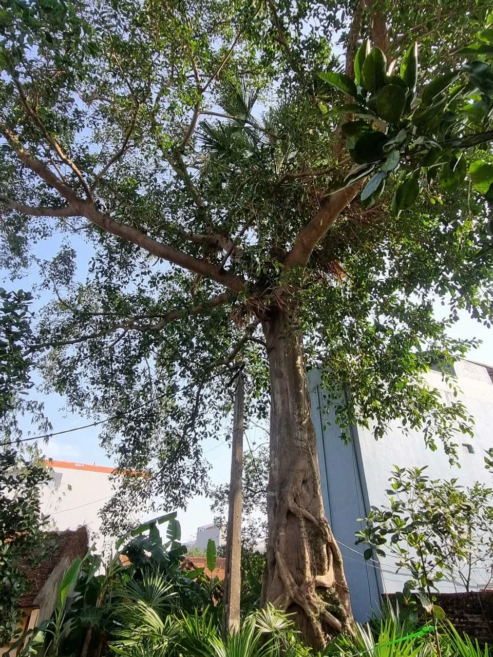 Về Văn Võ xem cây cọ trăm tuổi ‘ngự’ trên ngọn đa