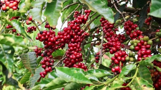 gia ca phe arabica tang len muc cao ky luc