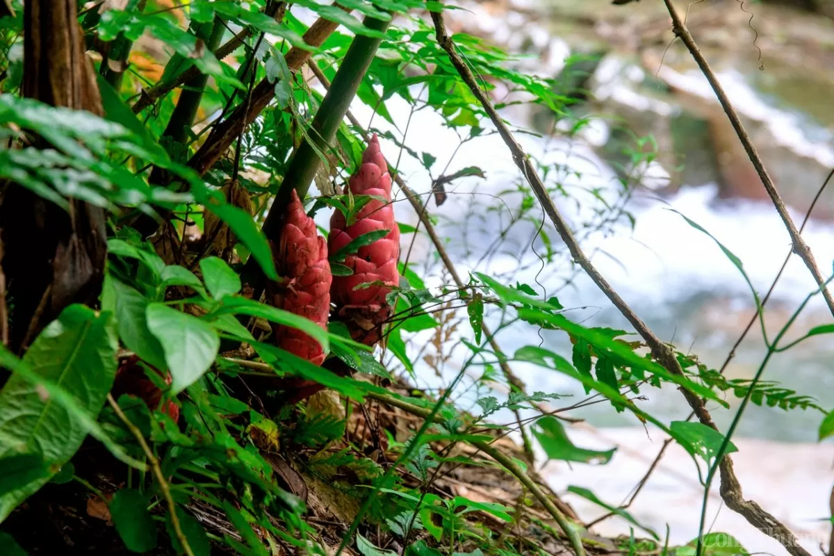 Thực vật phong phú tại nơi đây