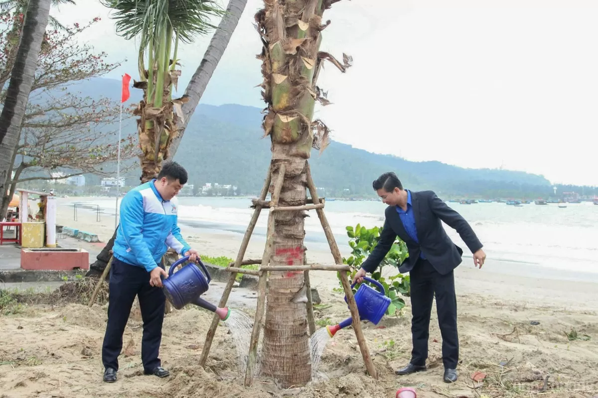 TP. Đà Nẵng đặt mục tiêu trồng 3.497 cây dừa tại các bãi biển thành phố trong năm 2025
