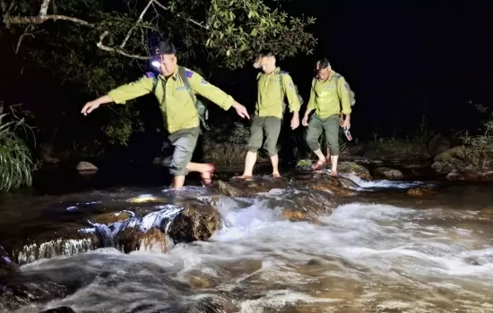 Trắng đêm canh giữ rừng giáng hương cổ thụ ở Gia Lai