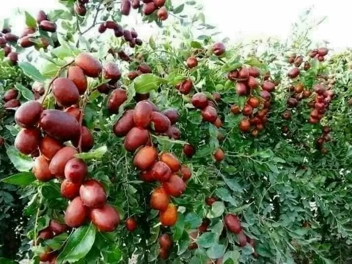 Người Việt chi hơn 320 tỷ đồng múa táo đỏ trên sàn thương mại điện tử năm 2024