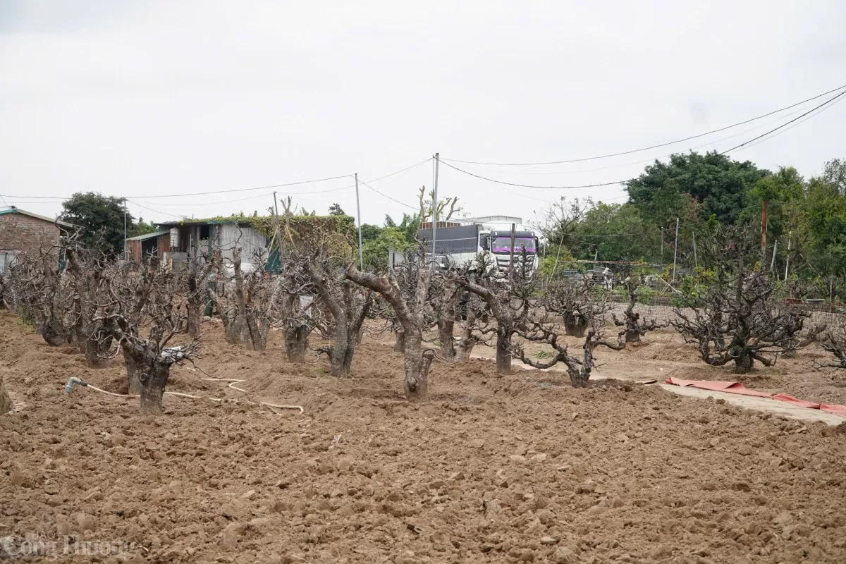 Với diện tích rộng hàng nghìn mét vuông, vườn đào Nhật Tân là nơi quy tụ nhiều giống đào phong phú, từ đào bích rực rỡ đến đào phai dịu dàng...