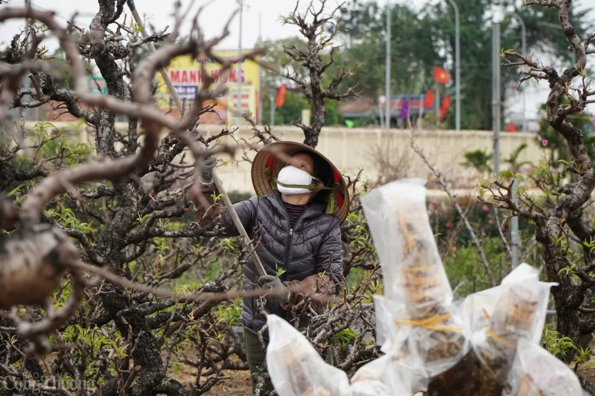 Không khí làm việc miệt mài sau Tết tại làng đào Nhật Tân.