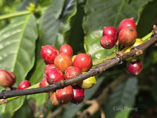 ca phe arabica ket thuc chuoi tang gia ky luc