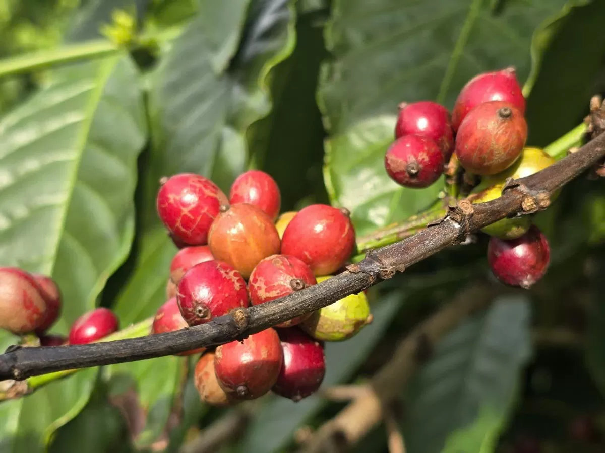 Giá cà phê Arabica giảm mạnh sau khi chạm mức cao kỷ lục