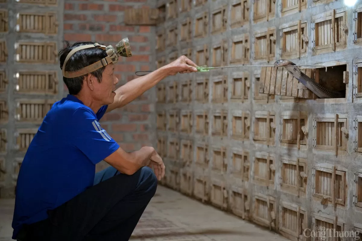 Ngôi làng phụ nữ bắt rắn hổ mang bằng tay ở Vĩnh Phúc