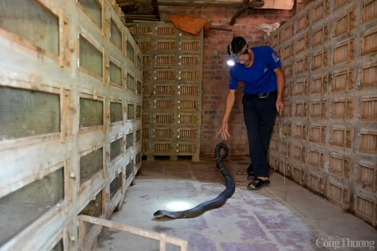 Sản phẩm chính của làng nghề rắn Vĩnh Sơn là rắn hổ mang thương phẩm và rắn hổ mang sinh sản. Ngoài ra, các thương lái còn thu mua rắn hổ mang về chế biến rượu rắn, cao rắn, xác rắn lột được thu mua làm thuốc chữa bệnh.