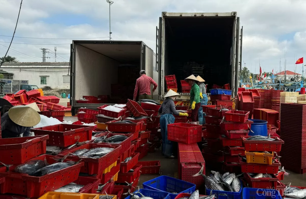Những chuyến biển xuyên Tết 'trúng đậm' của ngư dân tỉnh Quảng Ngãi