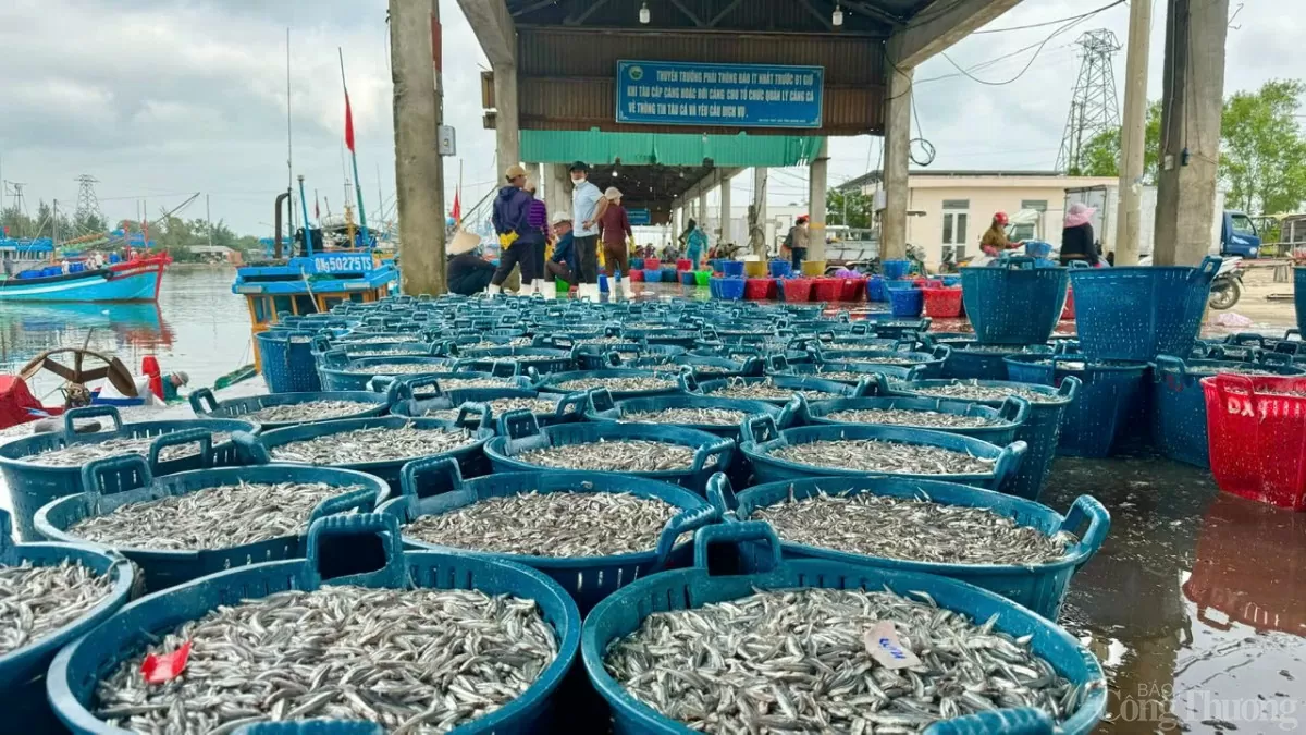 Các tàu đánh bắt gần bờ thu bộn cá cơm