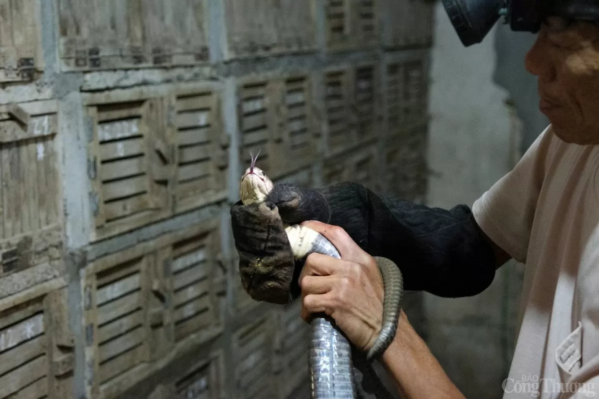 Nọc độc rắn hổ mang được dùng trong dược phẩm, da rắn làm các đồ mỹ nghệ dây lưng, ví da, mật rắn hổ mang dùng chữa các bệnh hen, tiêu hóa…