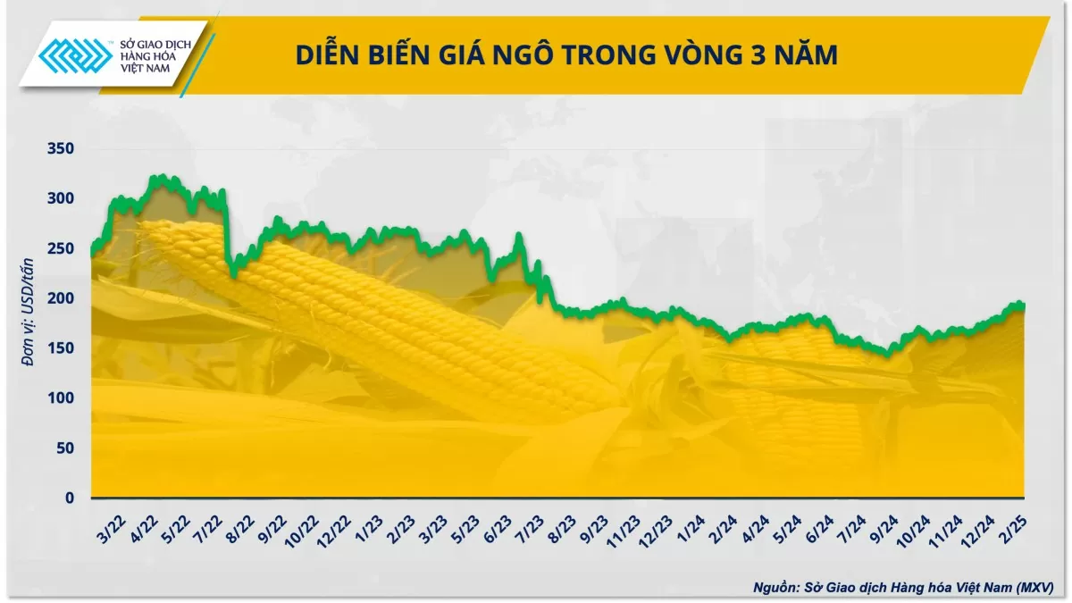 Thị trường ngô thế giới 2025: Thách thức song hành cùng cơ hội