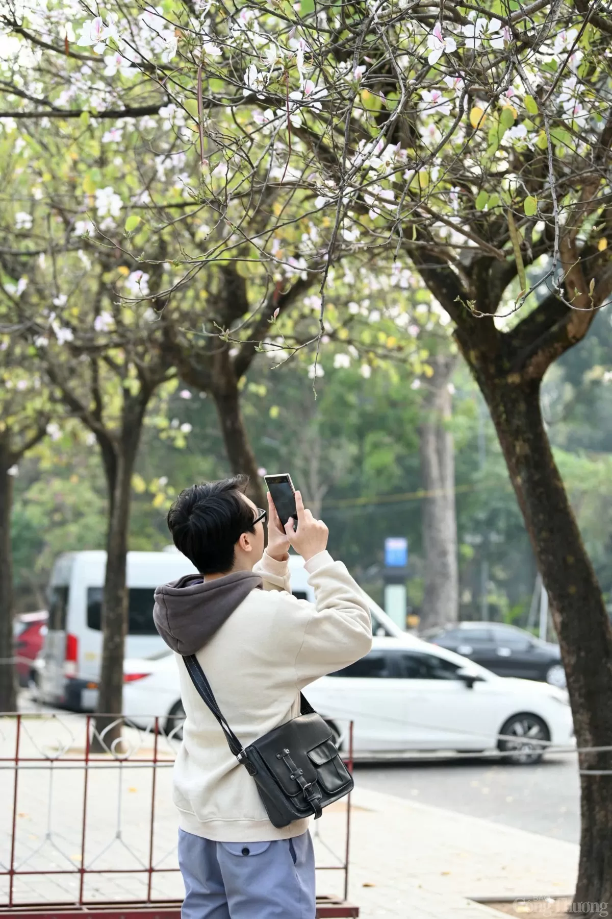 Mê mẩn sắc hoa ban nở sớm giữa lòng Hà Nội