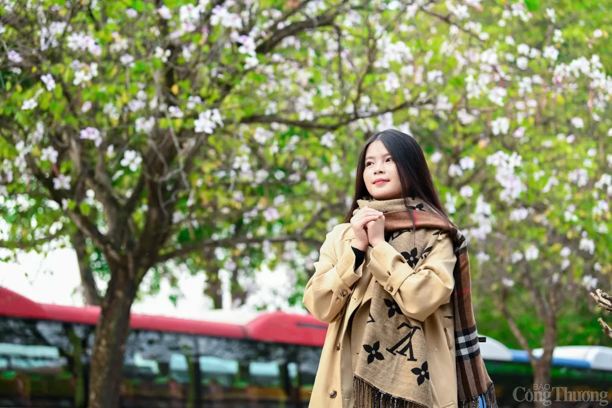 Mê mẩn sắc hoa ban nở sớm giữa lòng Hà Nội