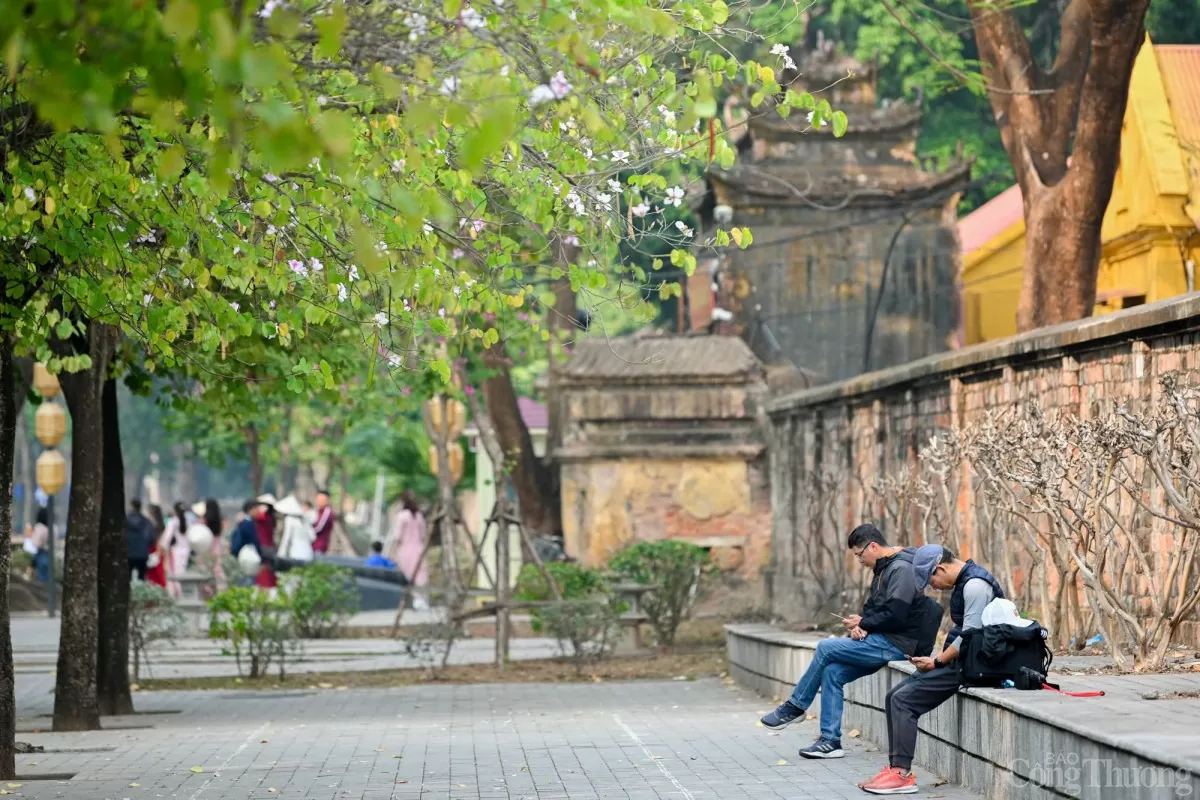 Mê mẩn sắc hoa ban nở sớm giữa lòng Hà Nội