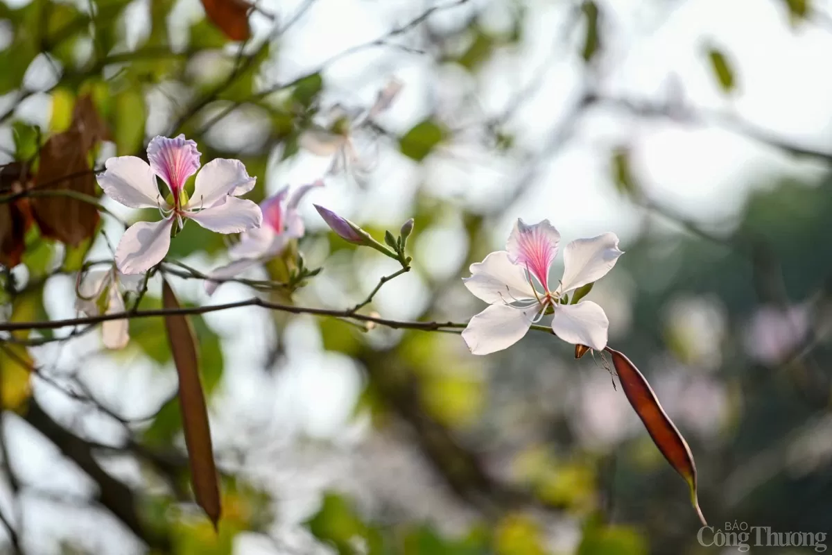 Mê mẩn sắc hoa ban nở sớm giữa lòng Hà Nội