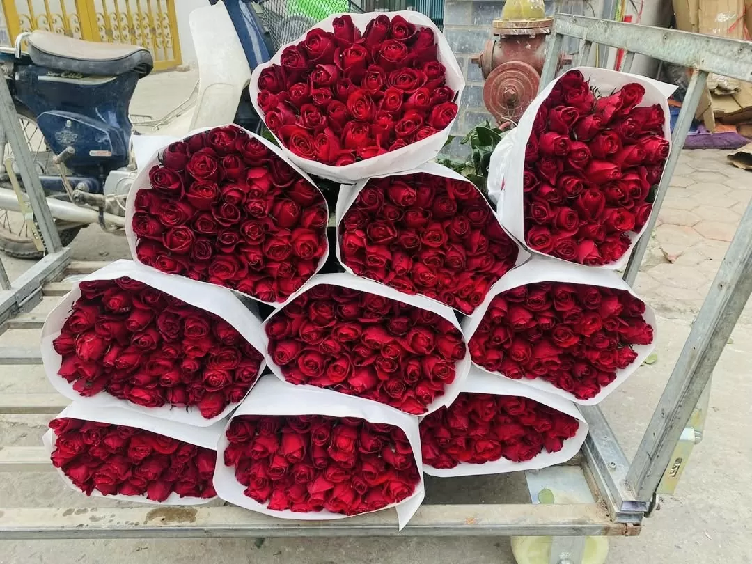 Hoa hồng đỏ là loại hoa được lựa chọn nhiều nhất