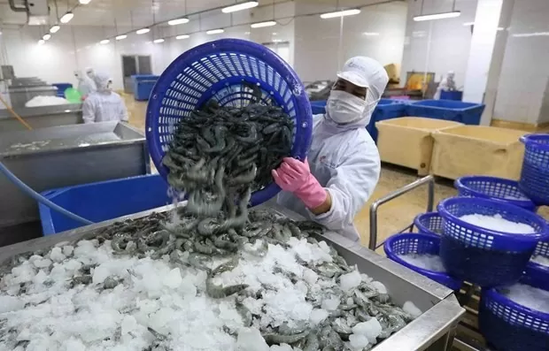 giá tôm Việt Nam đang có xu hướng tăng nhẹ sau thời gian trầm lắng của kỳ nghỉ Tết 