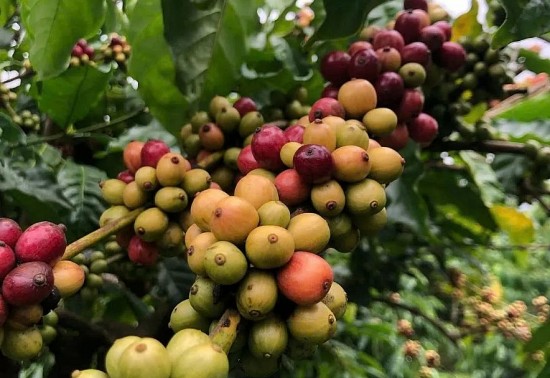 gia ca phe robusta cham muc cao nhat vuot 5800 usdtan