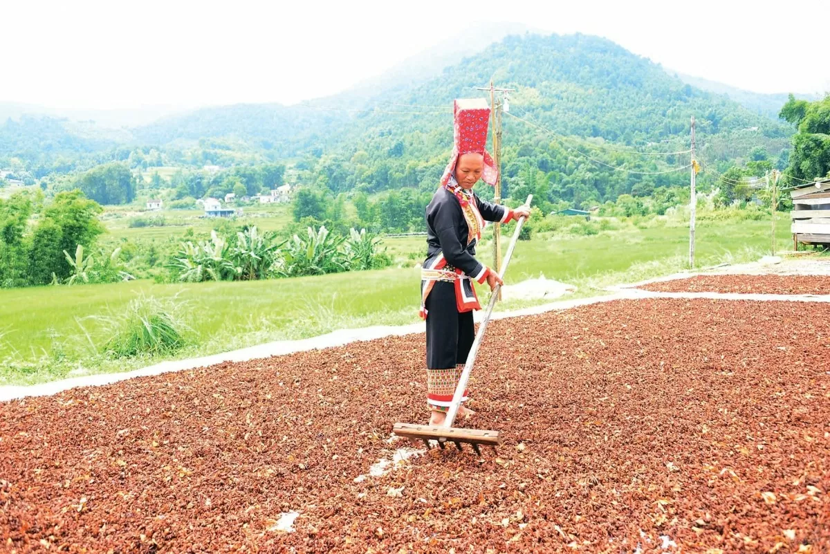 Bà con huyện Bình Liêu đã vươn lên làm giàu từ cây hổi. Ảnh: Nguyễn Quý
